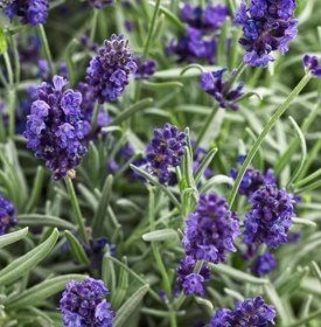 Rosemary
