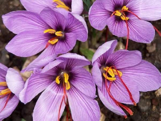 Saffron
