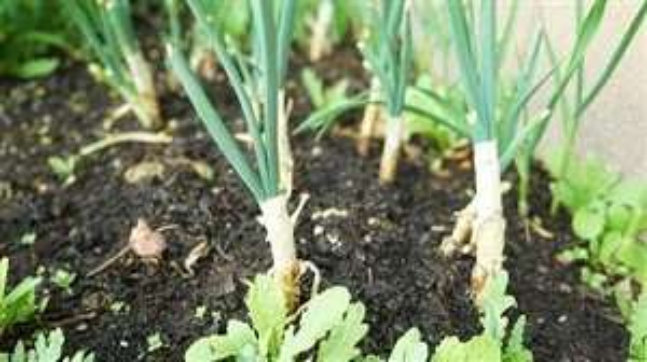 Scallions