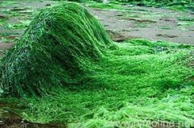 Spirulina