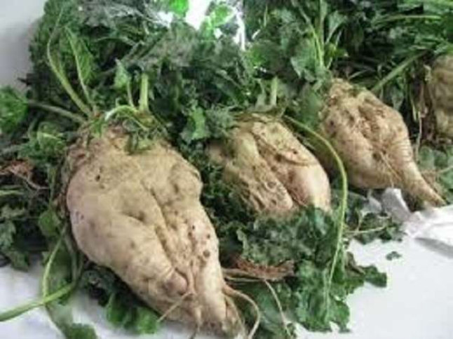 Sugar Beet