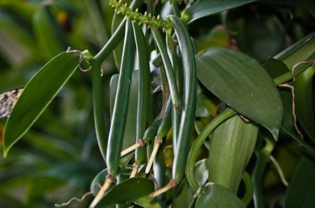 Vanilla