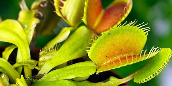 Venus flytrap
