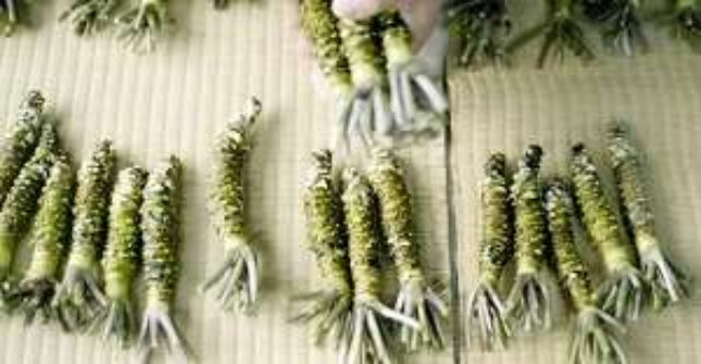 Wasabi