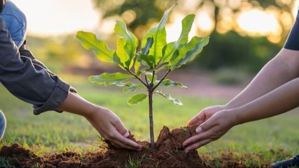 Tree planting