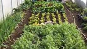 Polytunnel