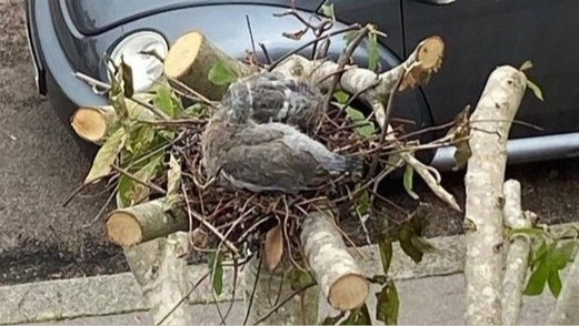 Over pruned tree