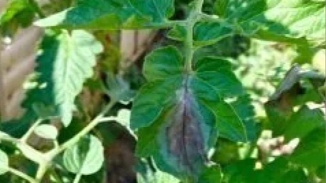Tomato blight