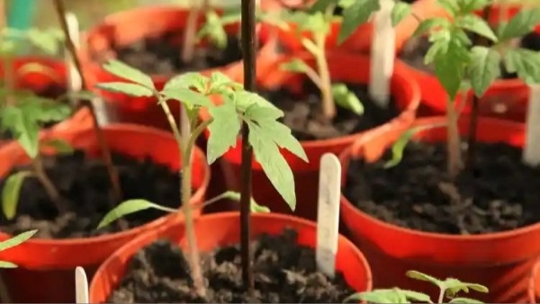 Tomato plants