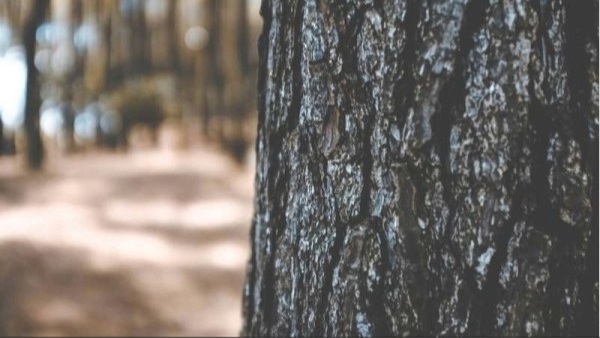 Tree bark