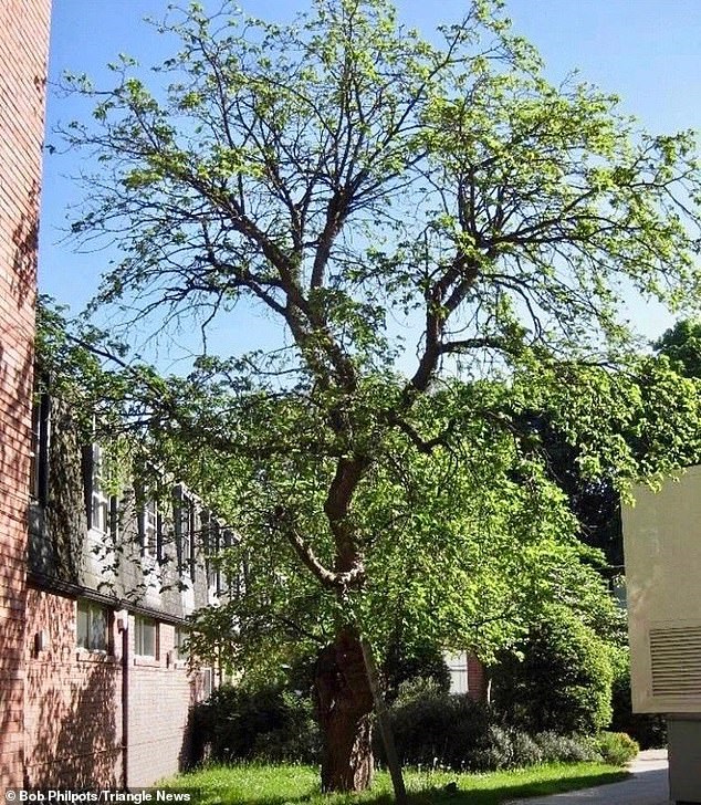 Tree Manifesto