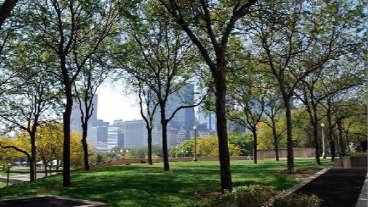 Urban trees