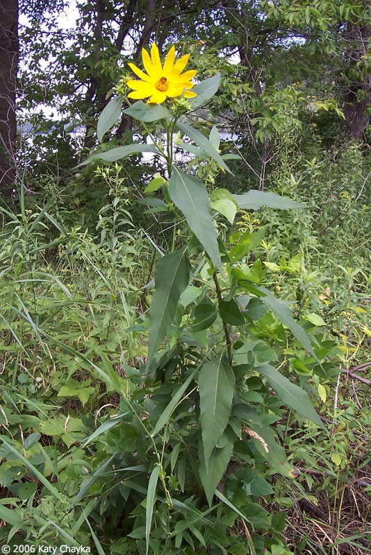 Jerusalem Artichoke