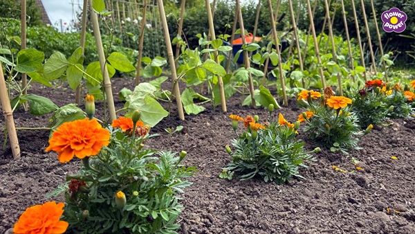 Companion gardening