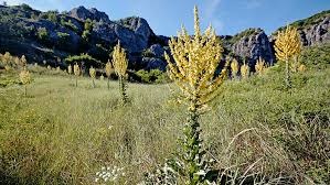 Mullein