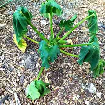 wilting plant
