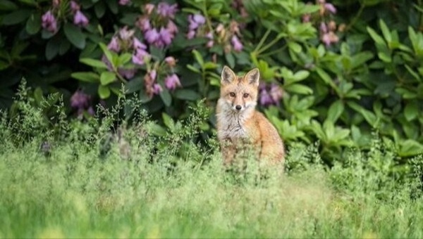 Fox in garden