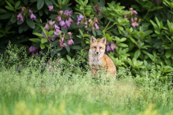 Fox in garden