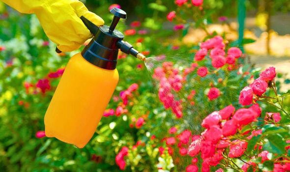 Spraying-garden