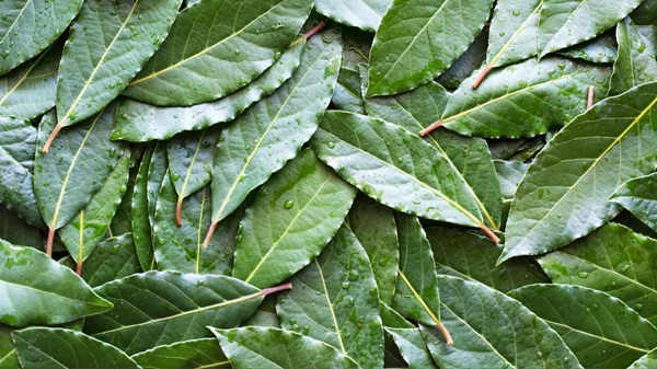 Bay leaves