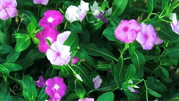 Periwinkle