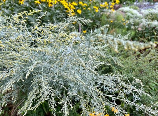 Wormwood