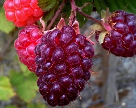 Loganberry