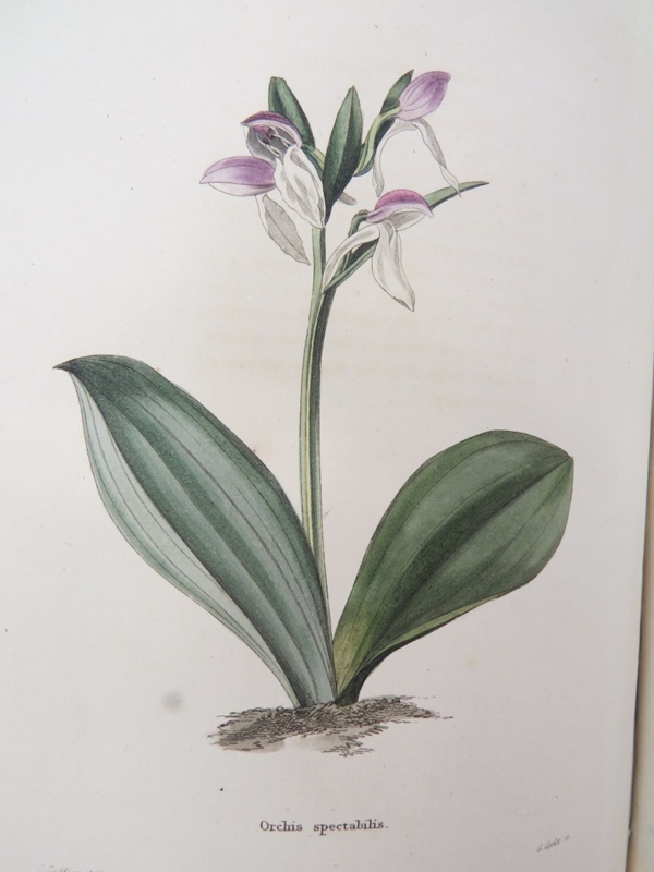 Orchid