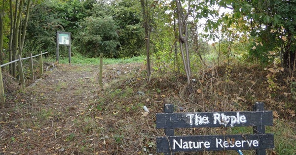 Ripple nature reserve
