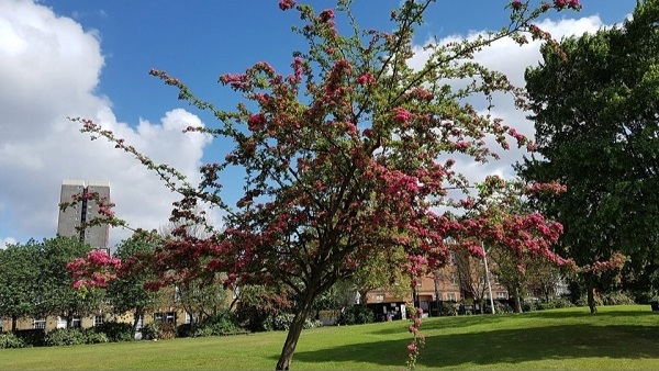 Weavers Field