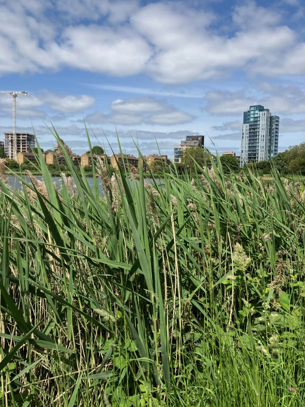 Woodberry Down and Walthamstow Wetlands.